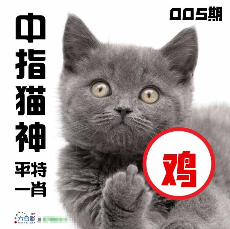 005期中指猫神[图]